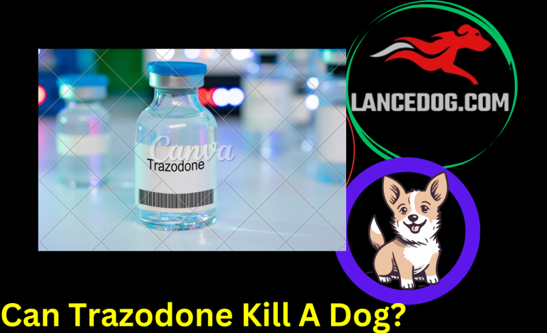 Can Trazodone Kill A Dog?