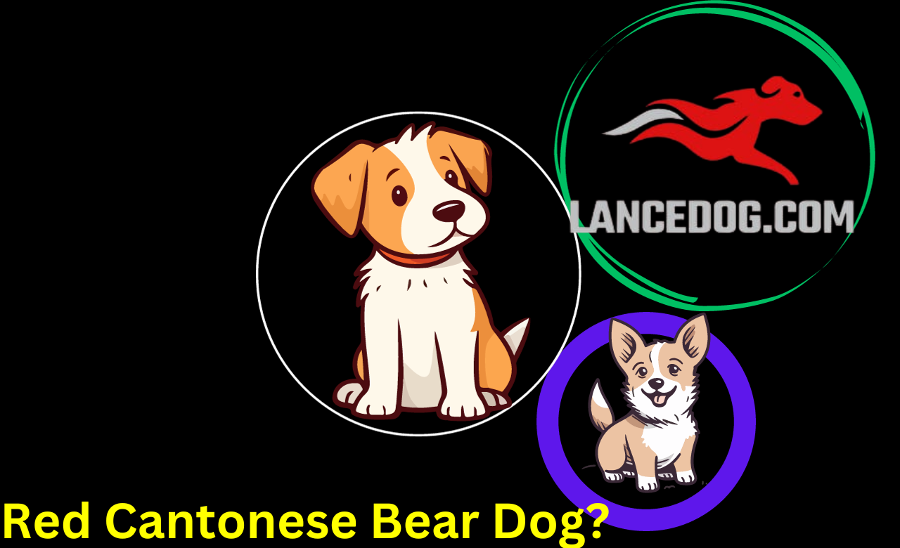 Red Cantonese Bear Dog?