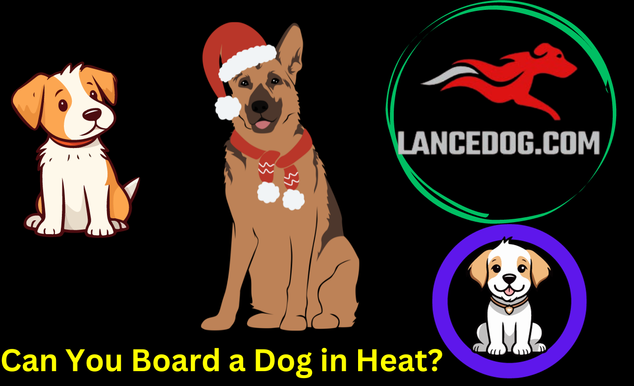 Can You Board a Dog in Heat