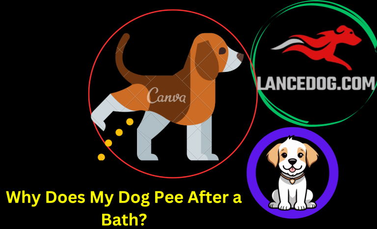 Why Does My Dog Pee After a Bath?