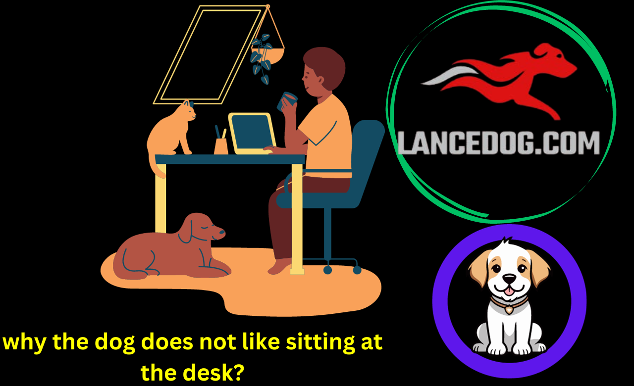 why the dog does not like sitting at the desk?