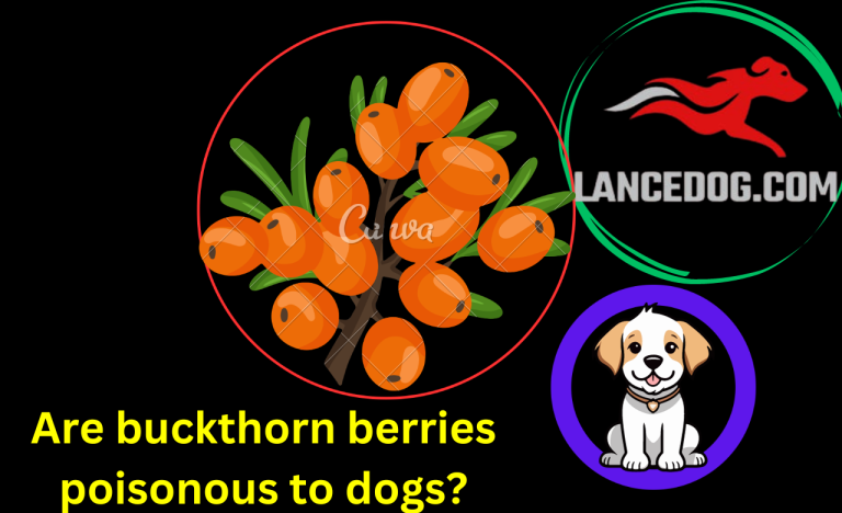 Are buckthorn berries poisonous to dogs