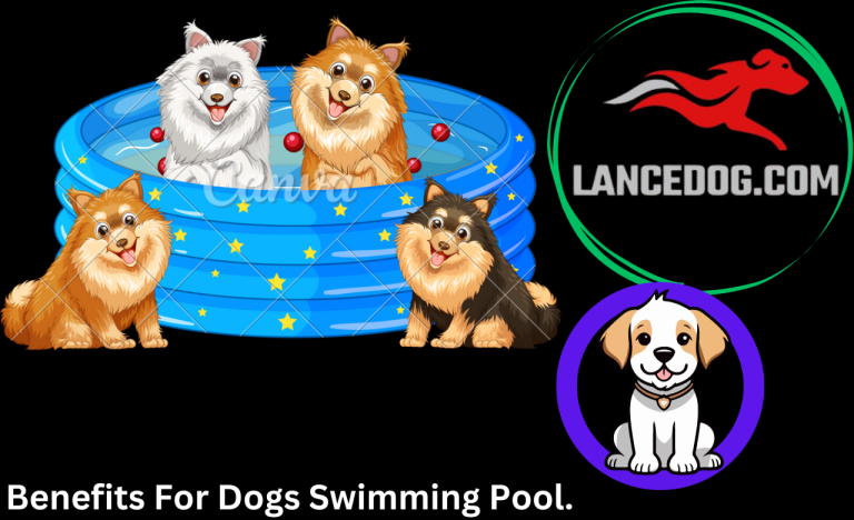 Benefits For Dogs Swimming Pool.