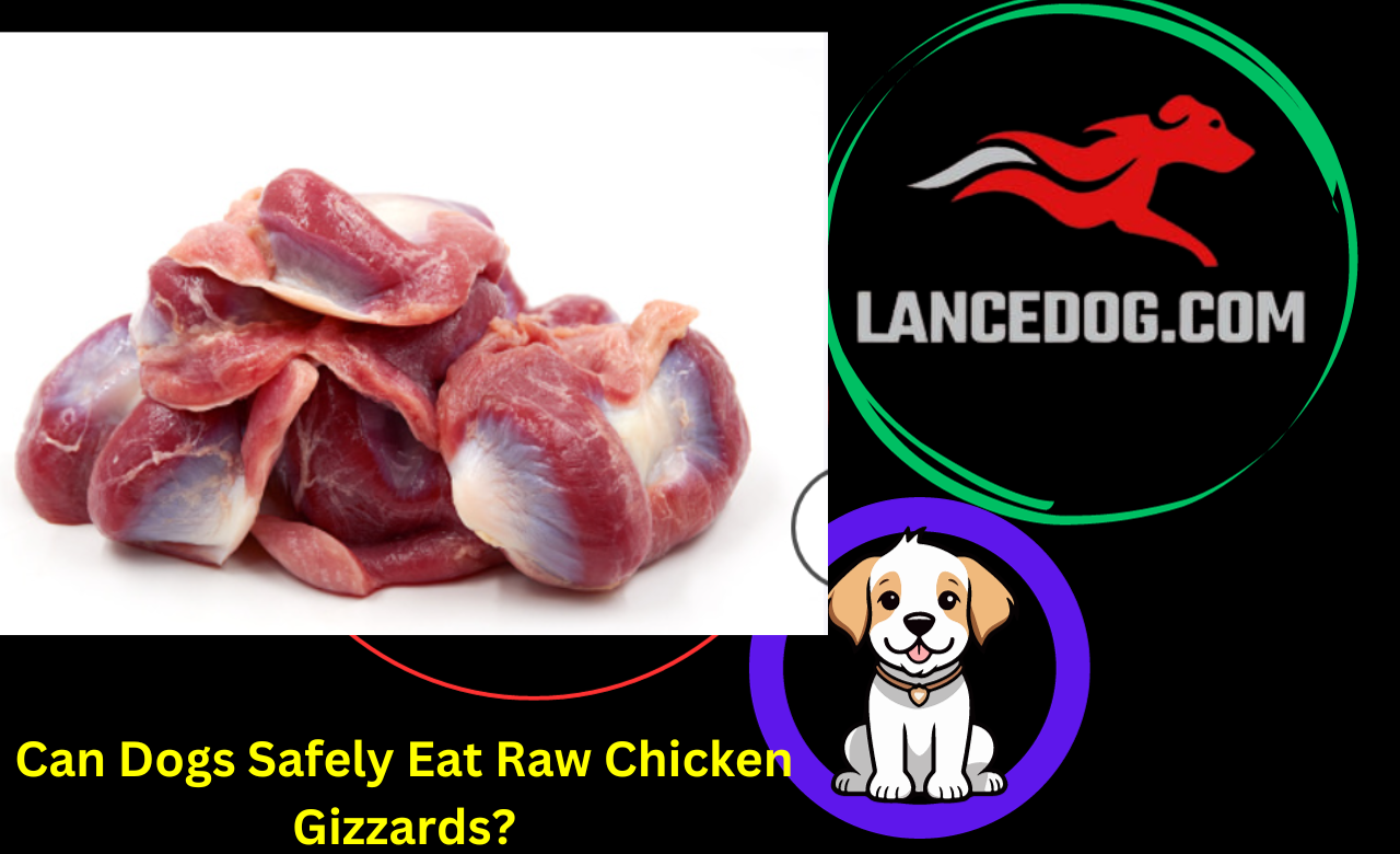 Can Dogs Safely Eat Raw Chicken Gizzards?