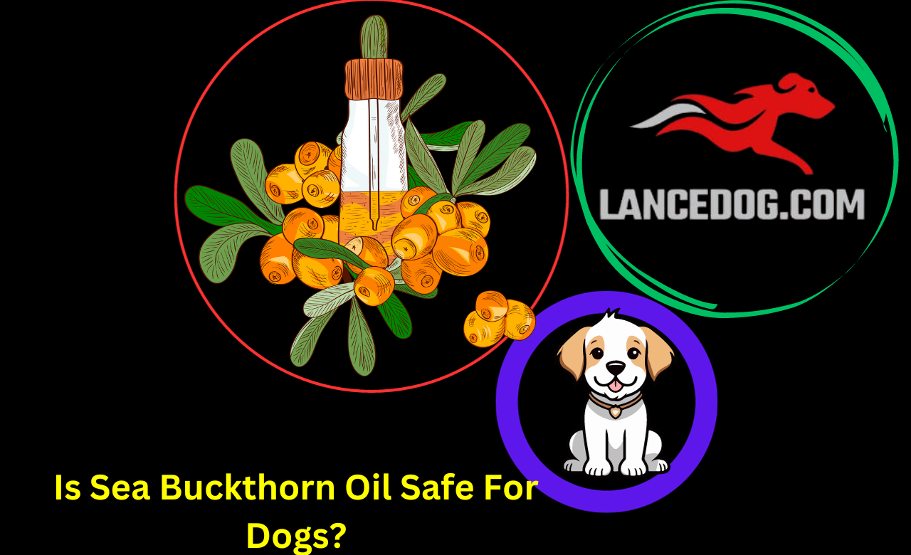 Is Sea Buckthorn Oil Safe For Dogs