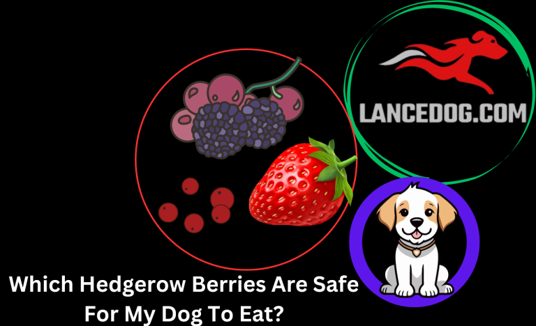 Which Hedgerow Berries Are Safe For My Dog To Eat