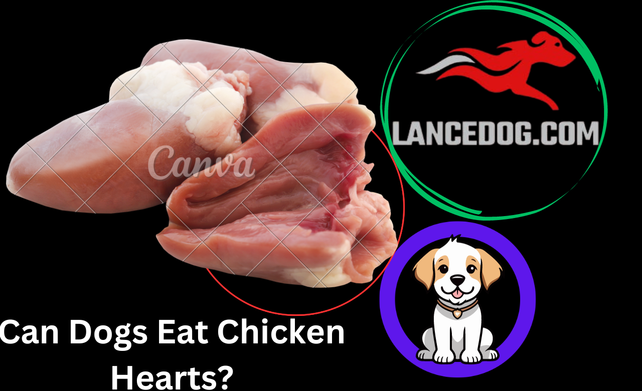 Can Dogs Eat Chicken Hearts?