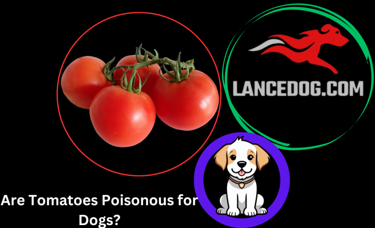 Are Tomatoes Poisonous for Dogs?