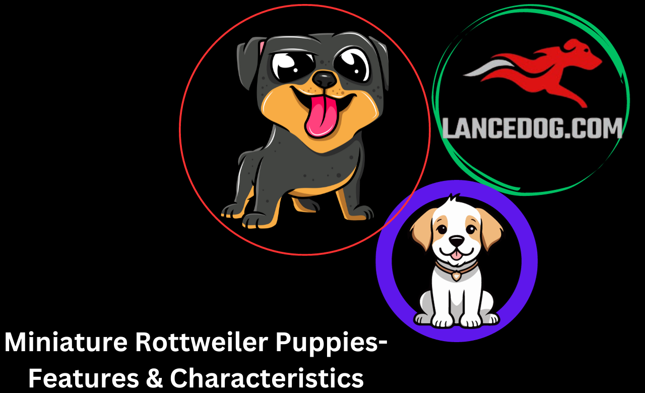 Miniature Rottweiler Puppies-Features & Characteristics