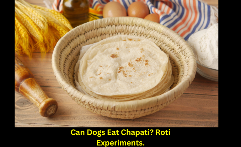 Can Dogs Eat Chapati? Roti Experiments.