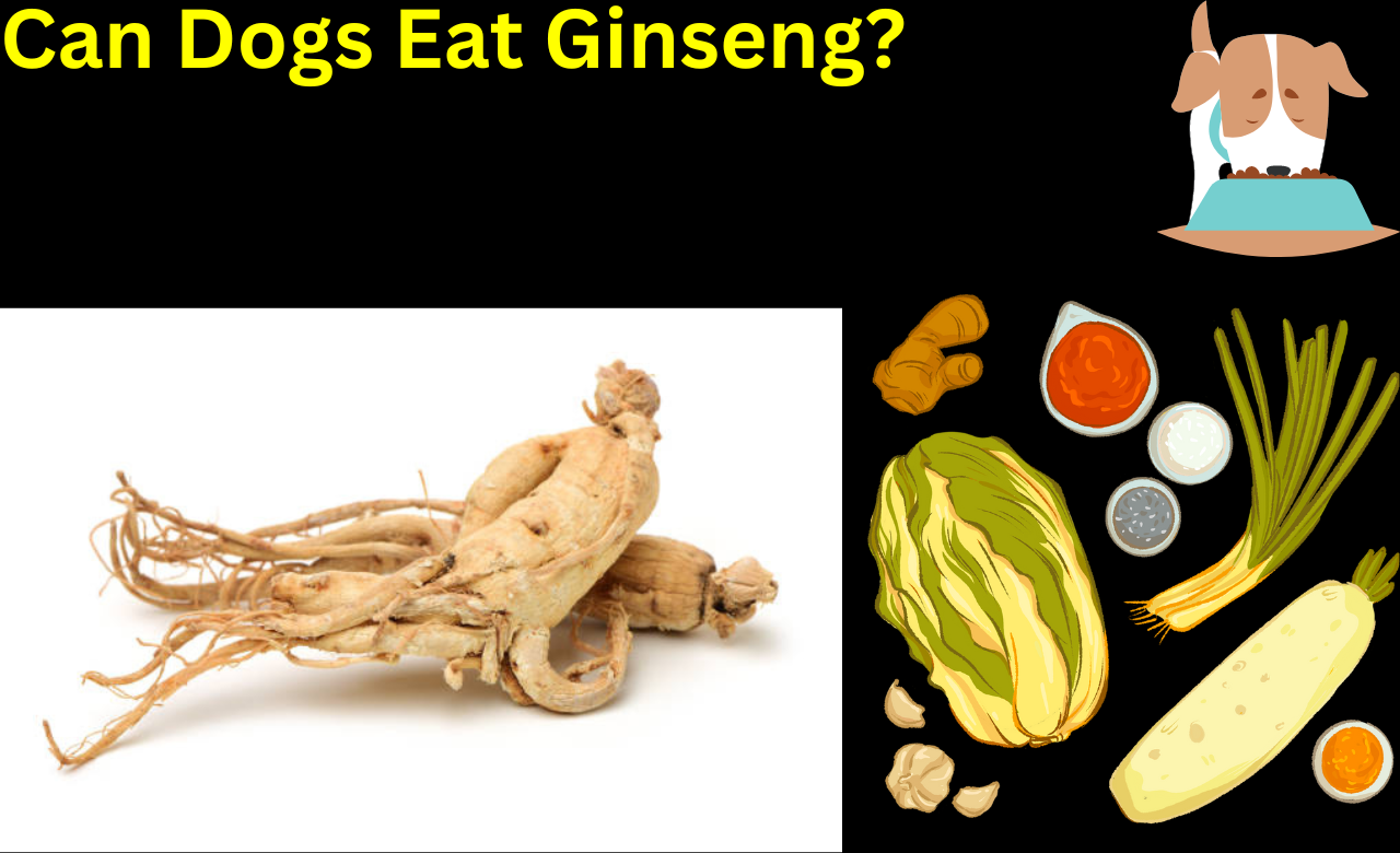 Can Dogs Eat Ginseng?