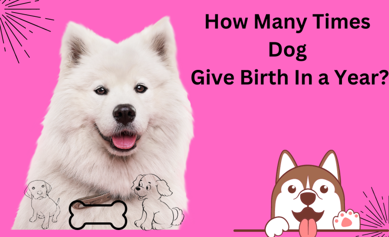 How Many Times Dog Give Birth In a Year?