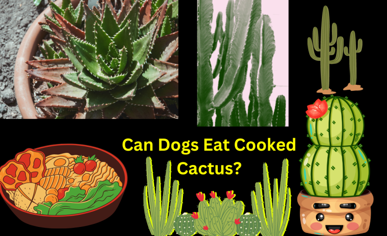 Can Dogs Eat Cooked Cactus?