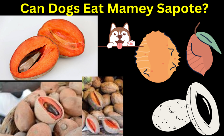 Can Dogs Eat Mamey Sapote?        