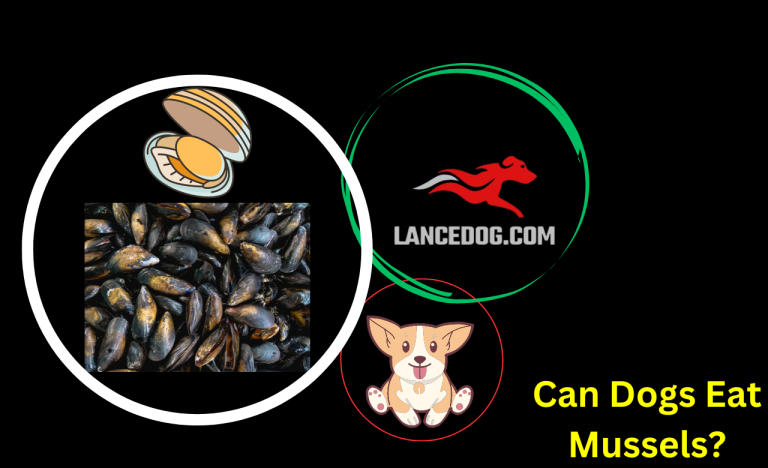 Can Dogs Eat Mussels?