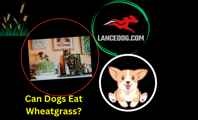 Can Dogs Eat Wheatgrass?