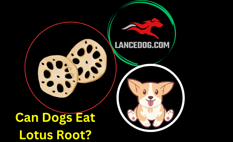 Can Dogs Eat Lotus Root?