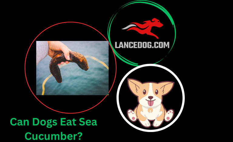 Can Dogs Eat Sea Cucumber?