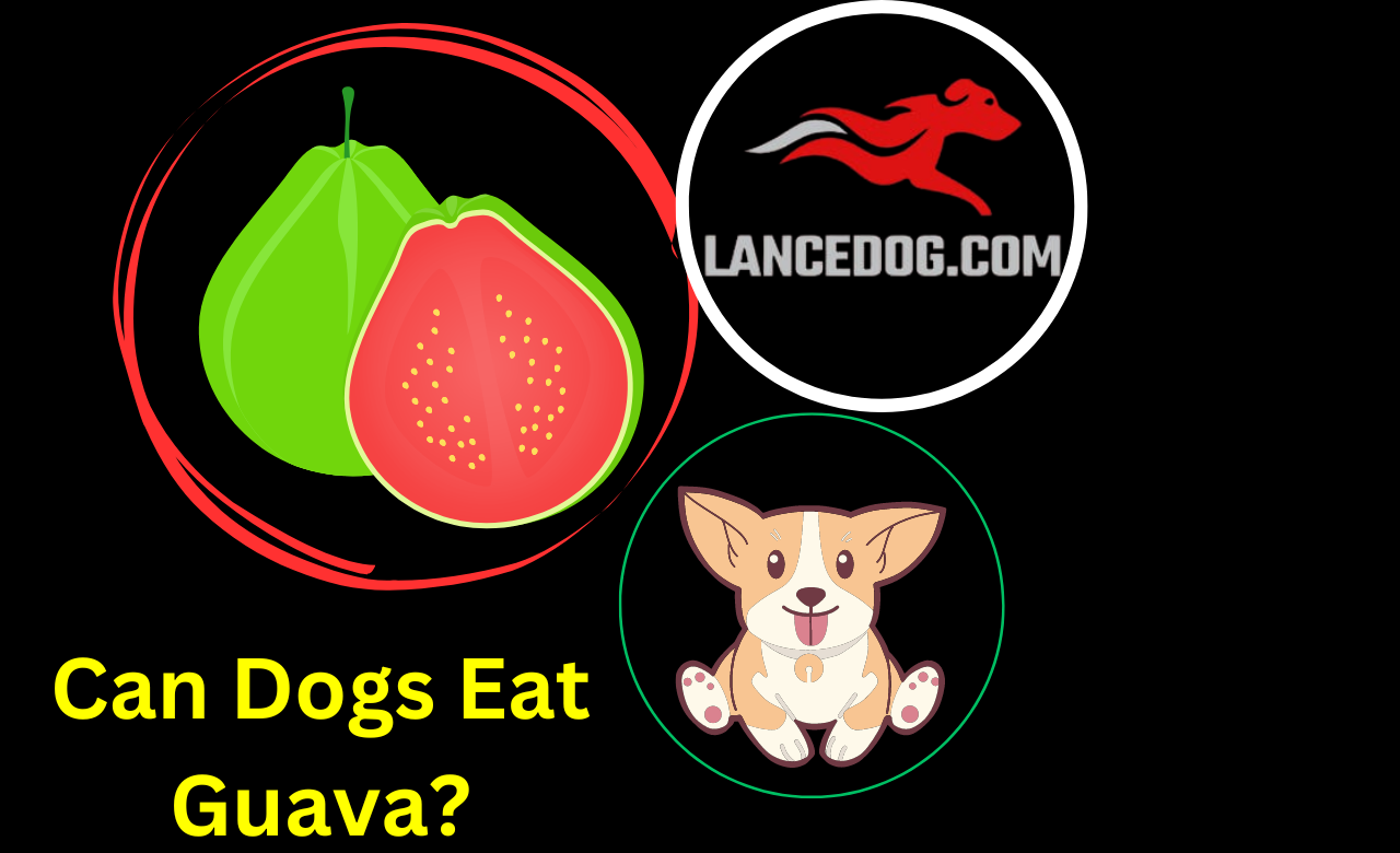 Can Dogs Eat Guava?