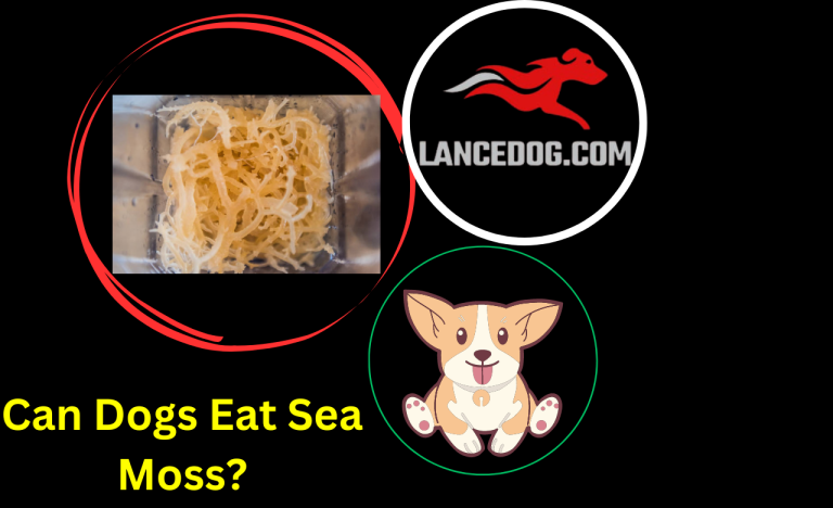 Can Dogs Eat Sea Moss?