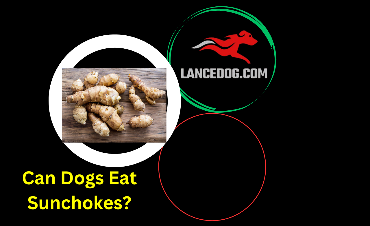 Can Dogs Eat Sunchokes?