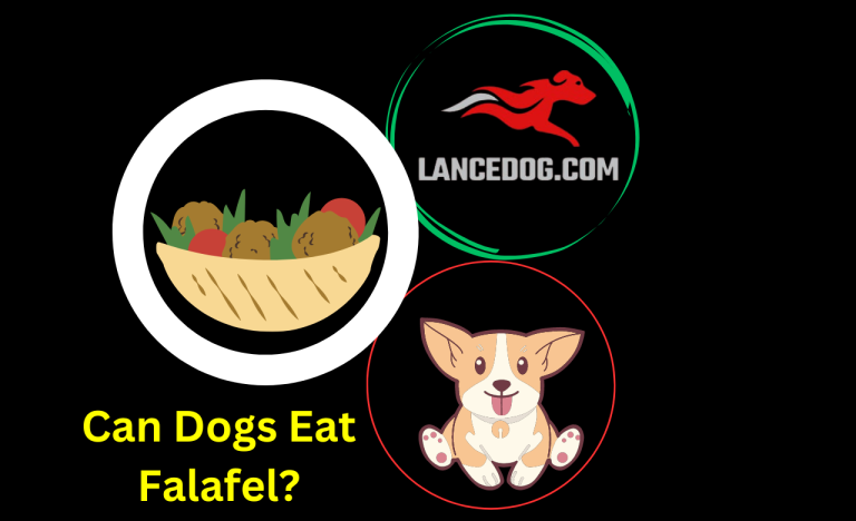 Can Dogs Eat Falafel?