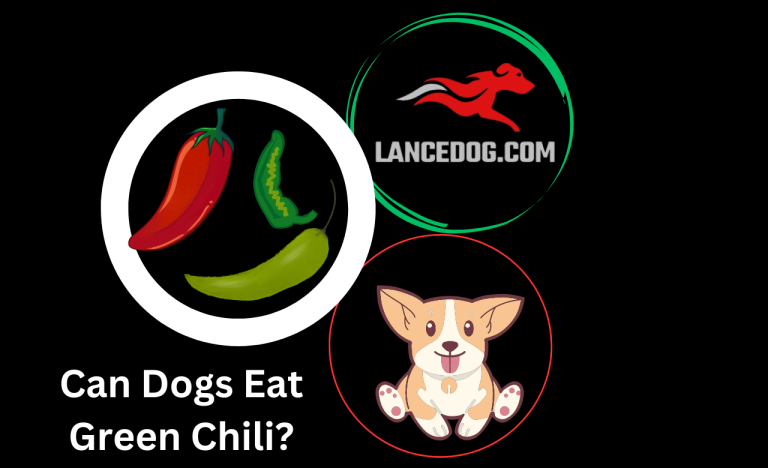 Can Dogs Eat Green Chili?