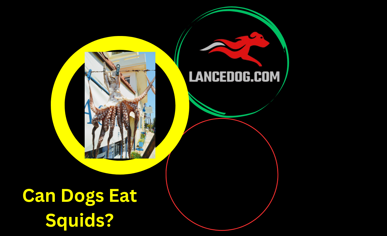 Can Dogs Eat Squids?