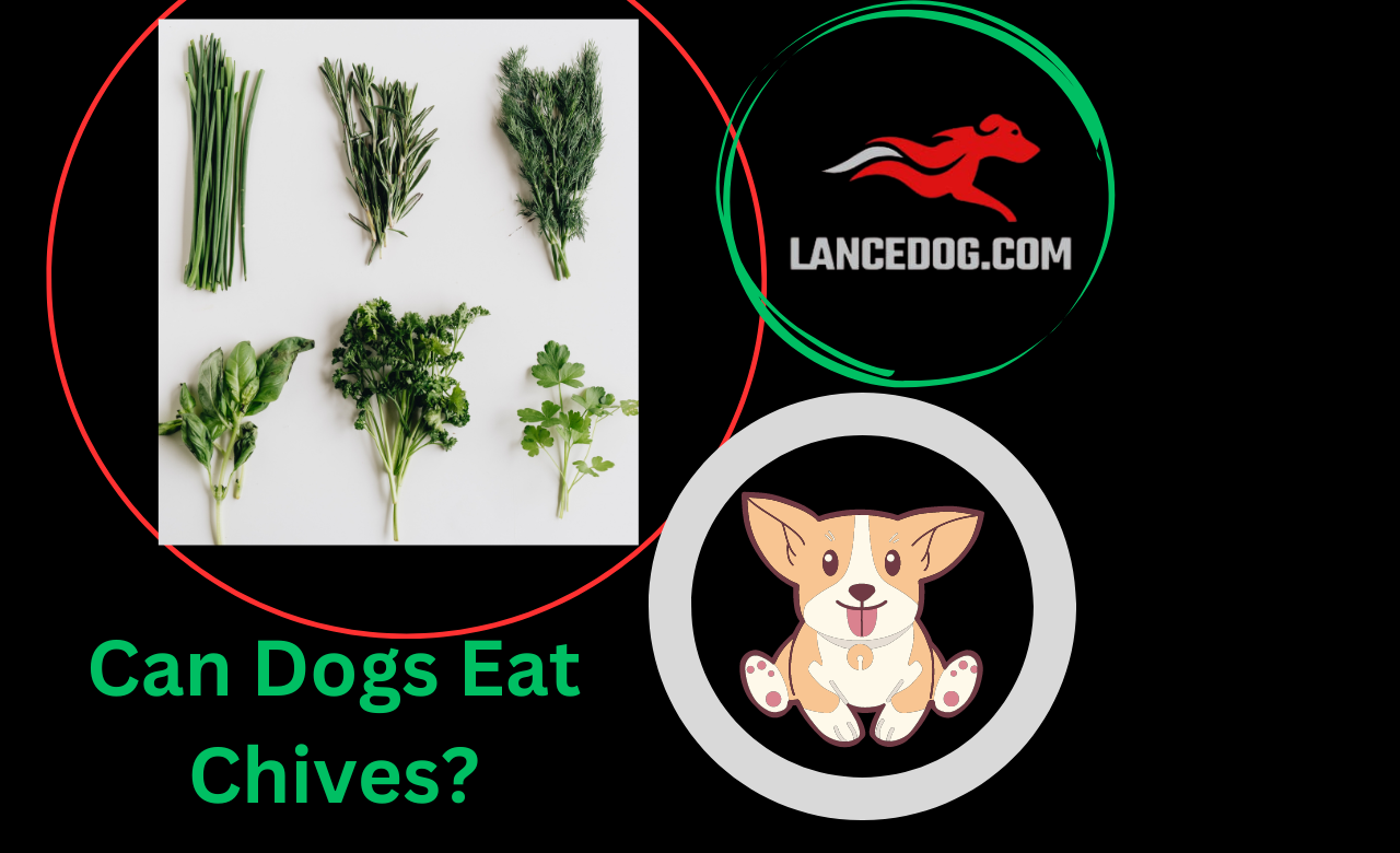 Can Dogs Eat Chives?