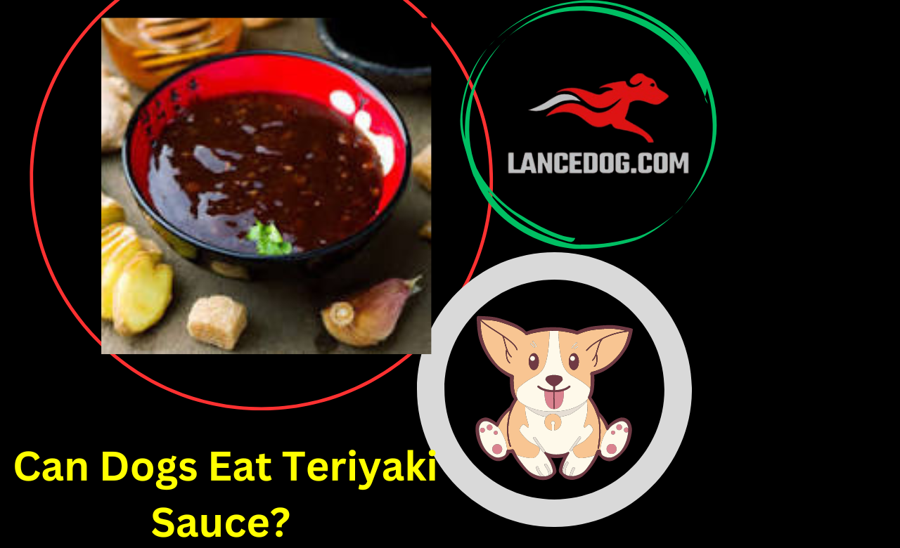 Can Dogs Eat Teriyaki Sauce?