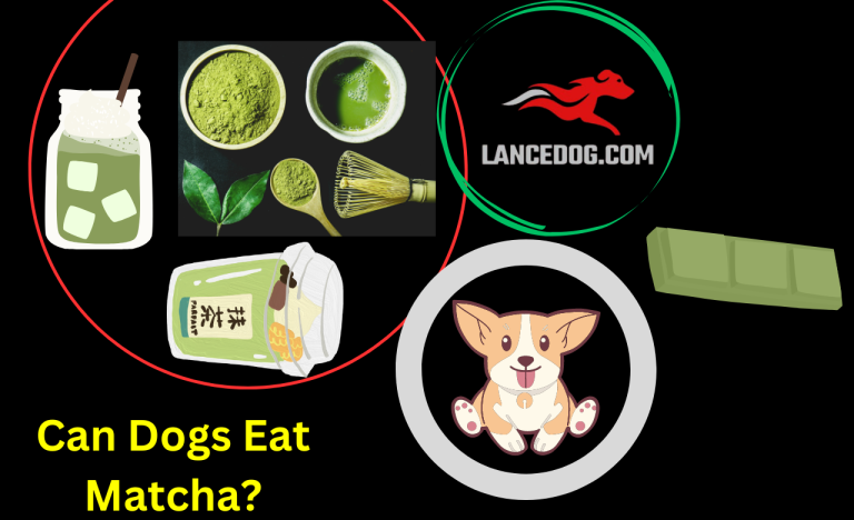 Can Dogs Eat Matcha?