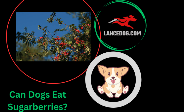 Can Dogs Eat Sugarberries?