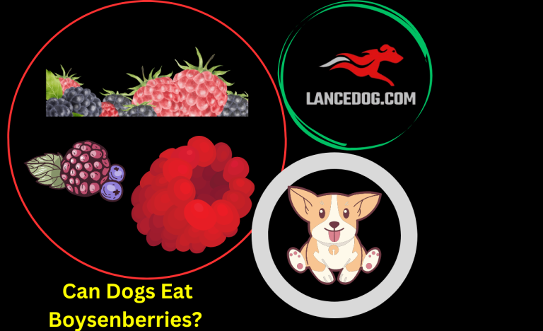 Can Dogs Eat Boysenberries?