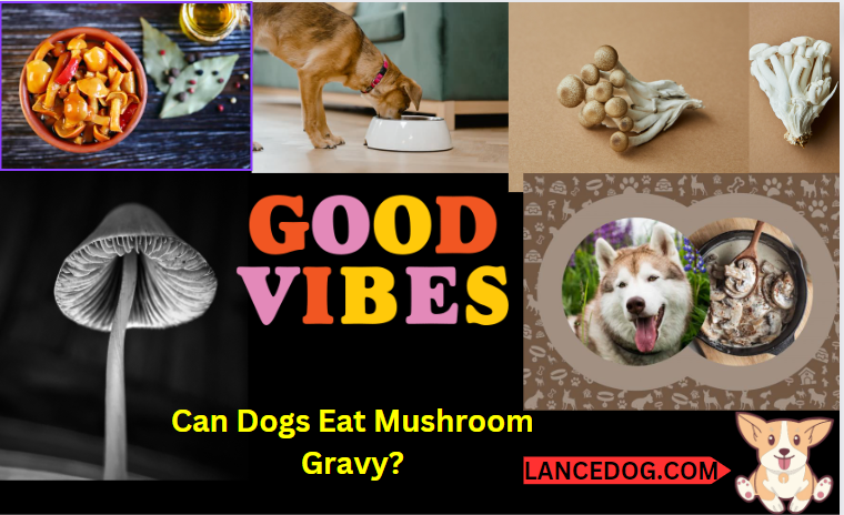 Can Dogs Eat Mushroom Gravy?