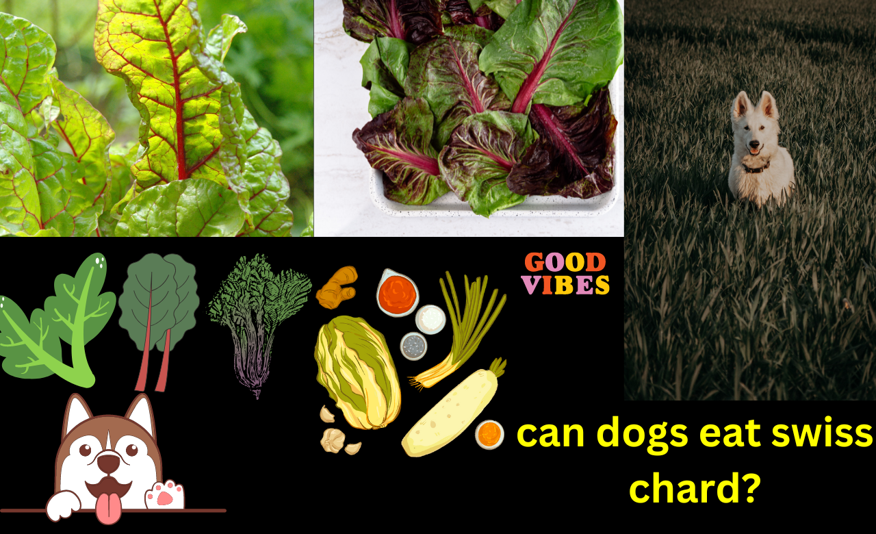 can dogs eat swiss chard?