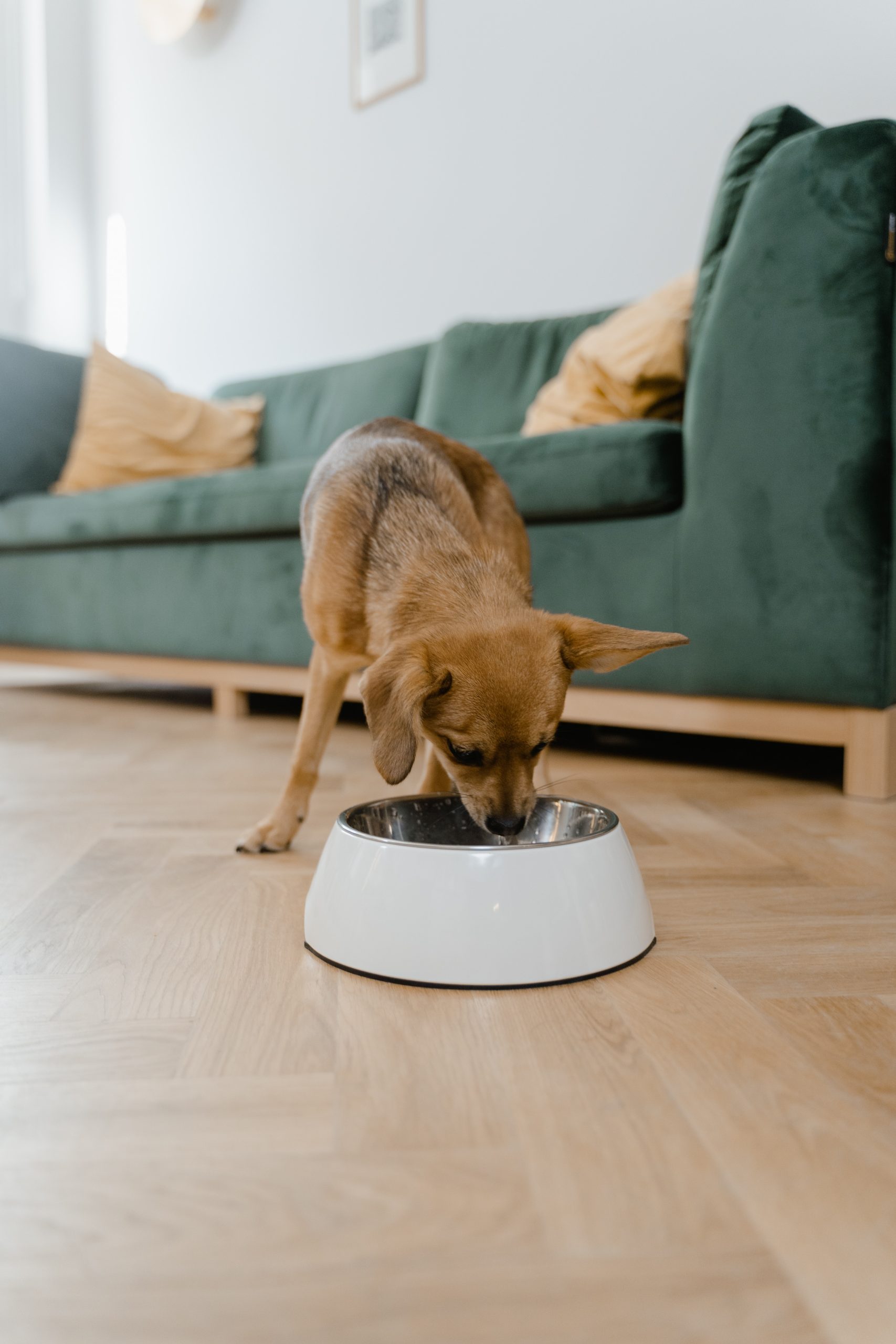 The Ultimate Guide to Choosing the Best Dog Food in 2023 or 2024