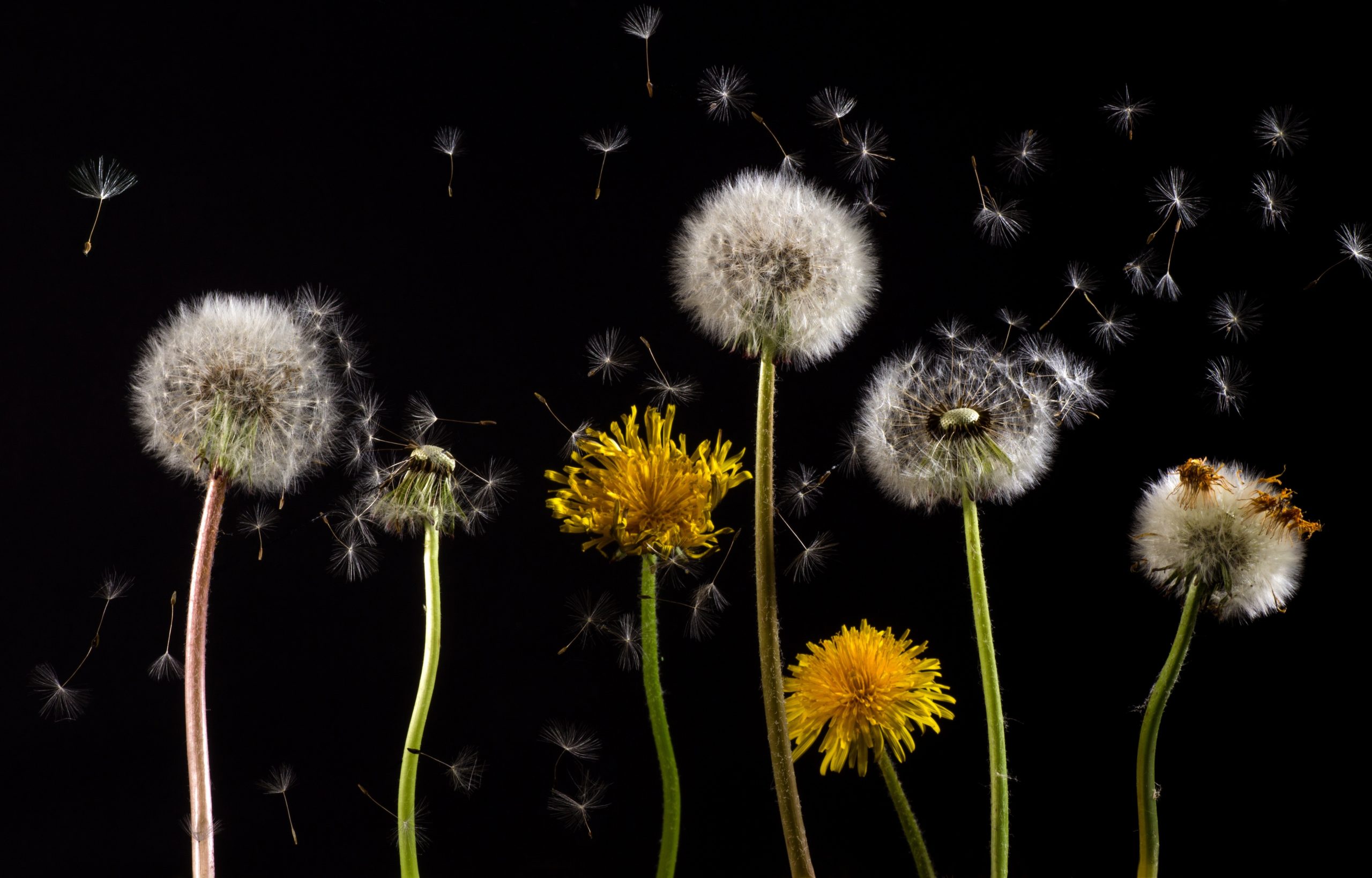 Can Dogs Eat Dandelions?