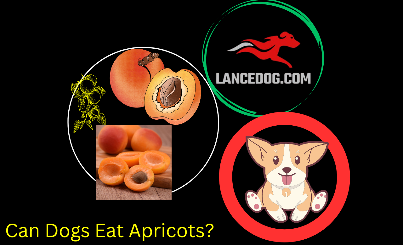 Can Dogs Eat Apricots?