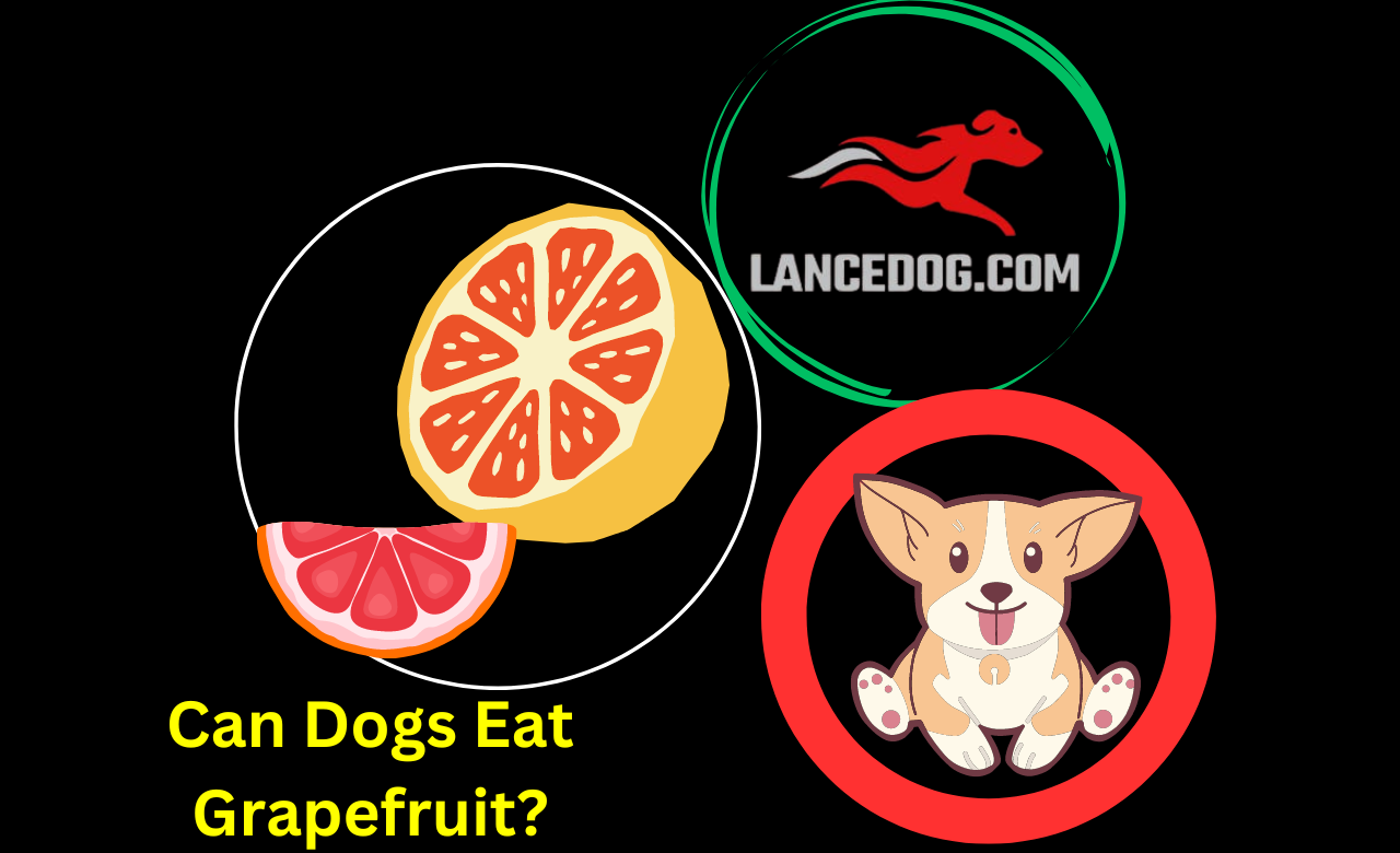 Can Dogs Eat Grapefruit?