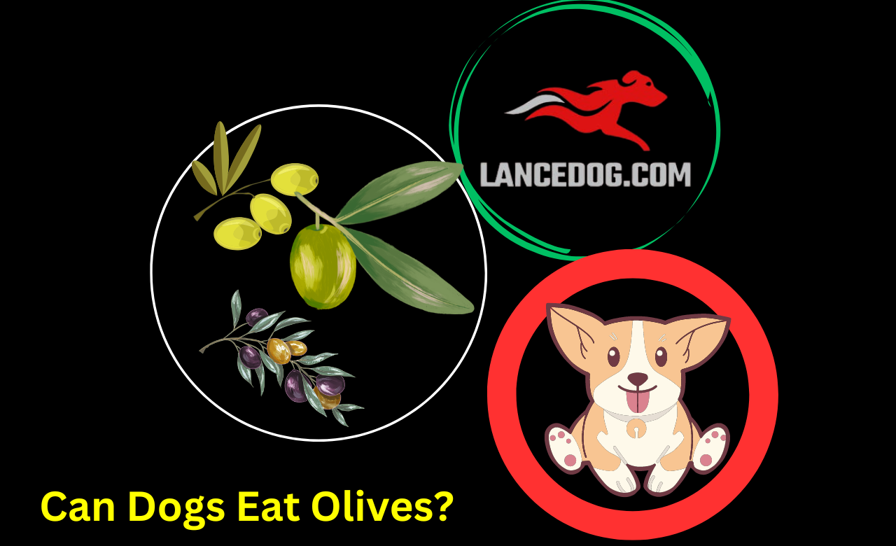 Can Dogs Eat Olives?