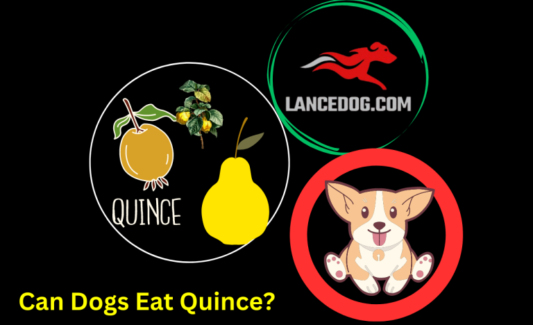 Can Dogs Eat Quince?