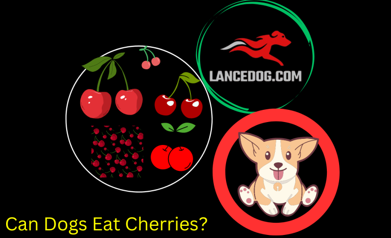 Can Dogs Eat Cherries?