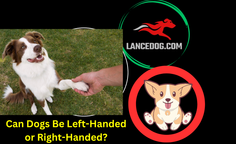 Can Dogs Be Left-Handed or Right-Handed?