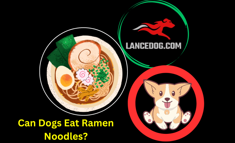 Can Dogs Eat Ramen Noodles?