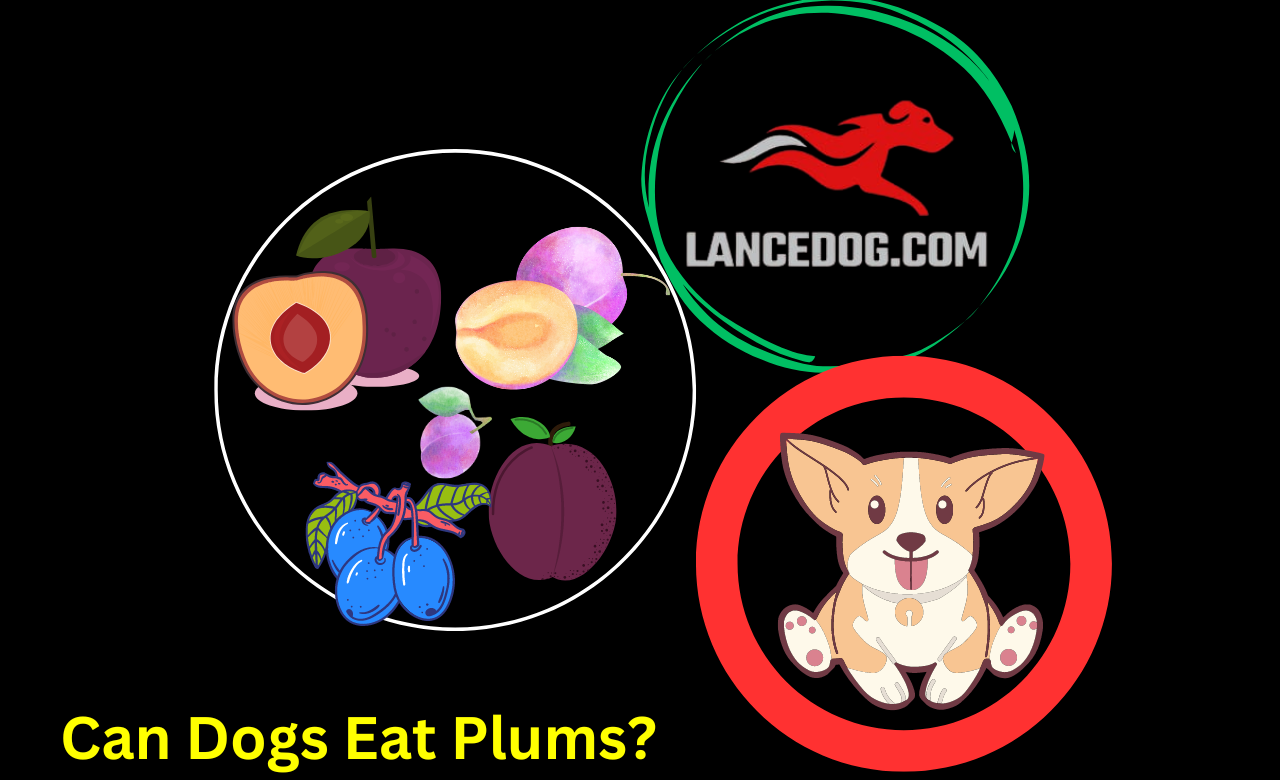 Can Dogs Eat Plums?