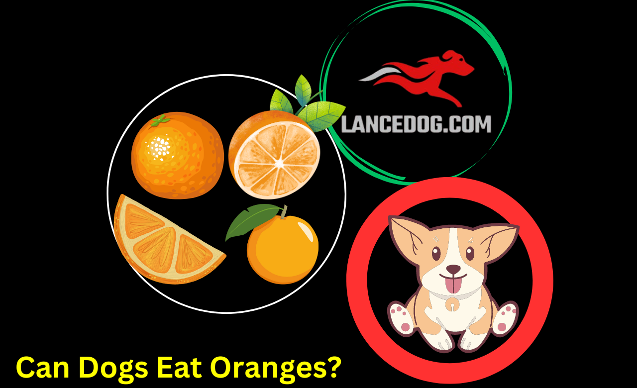 Can Dogs Eat Oranges?