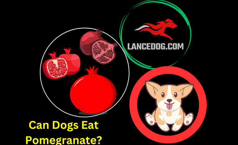 Can Dogs Eat Pomegranate?