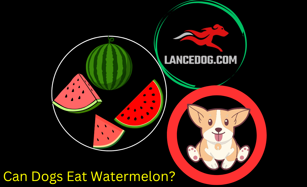 Can Dogs Eat Watermelon?