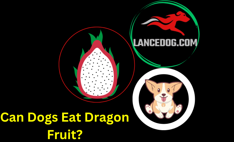 Can Dogs Eat Dragon Fruit?