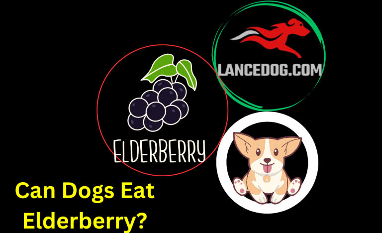 Can Dogs Eat Elderberry?